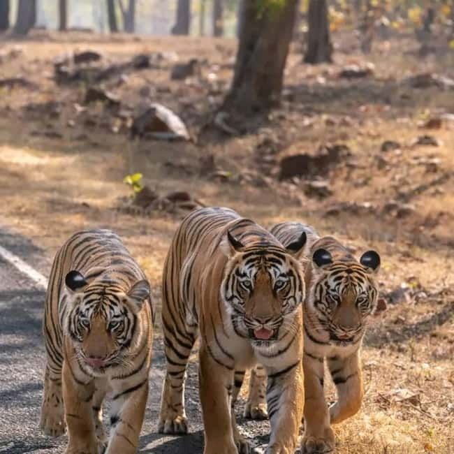 From Ranthambore: Official Tiger Safari in Canter With Guide - What your three hours at Ranthambore look like