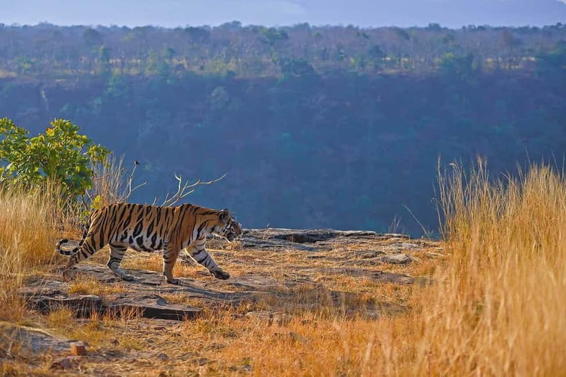 From Ranthambore: Official Tiger Safari in Canter With Guide - Why Ranthambore is worth the early start