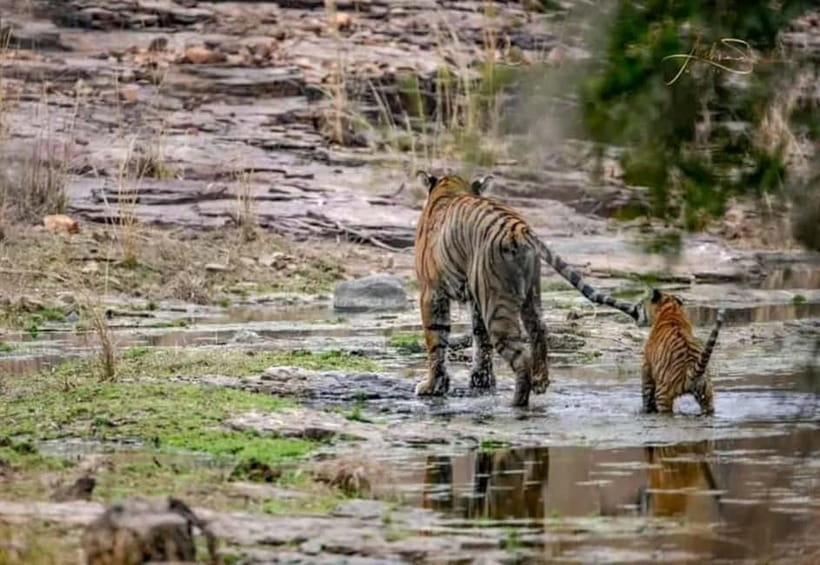 From Ranthambore: Official Tiger Safari in Canter With Guide - Zone numbers matter more than most booking details