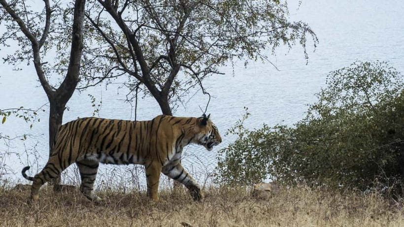 From Ranthambore: Official Tiger Safari in Canter With Guide - Guide commentary can shape the whole ride