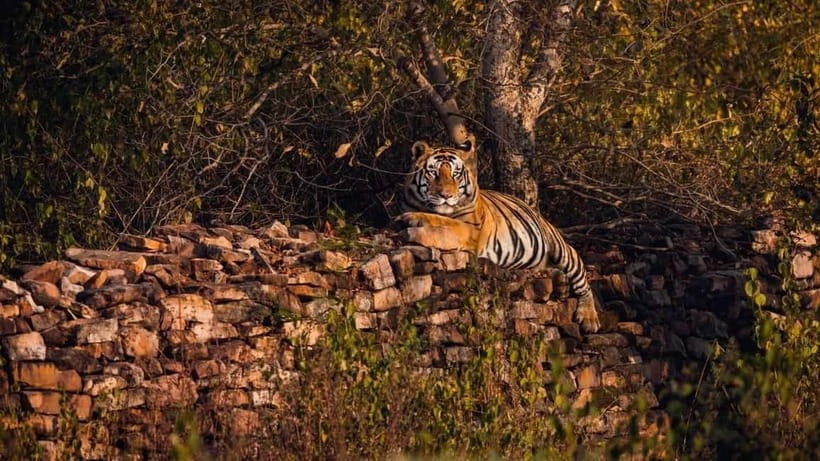From Ranthambore: Official Tiger Safari in Canter With Guide - Morning or afternoon: choose for your own schedule