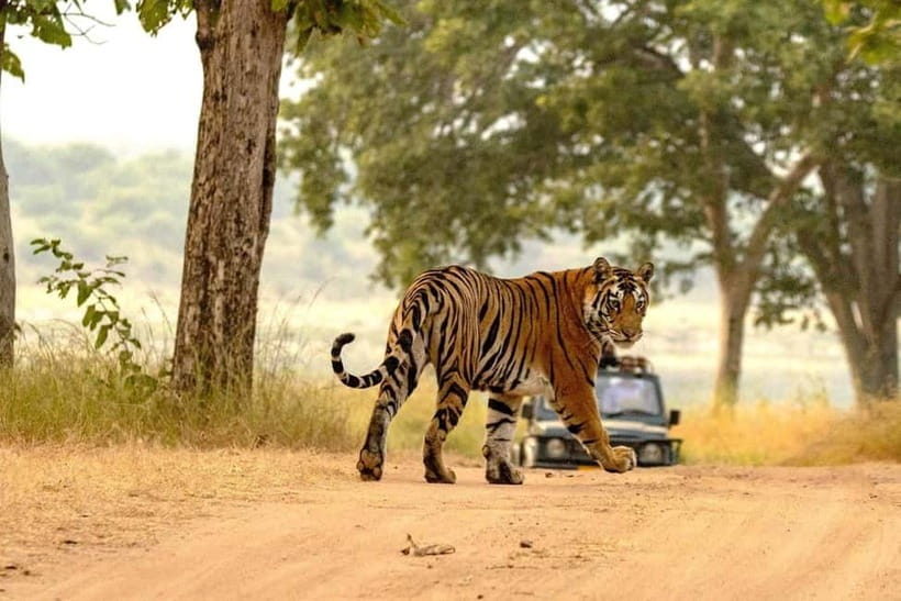 From Ranthambore: Official Tiger Safari in Canter With Guide - Is $27 a fair price?