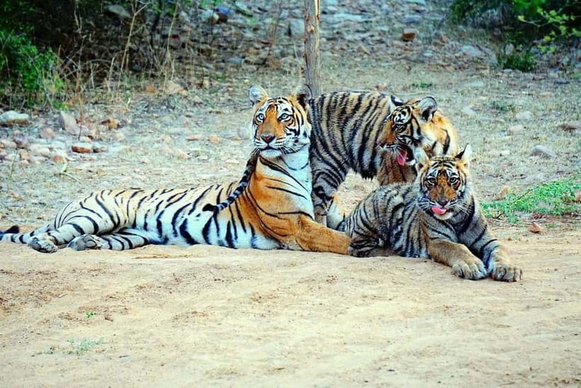 From Ranthambore: Official Tiger Safari in Canter With Guide - Who will enjoy this safari most?