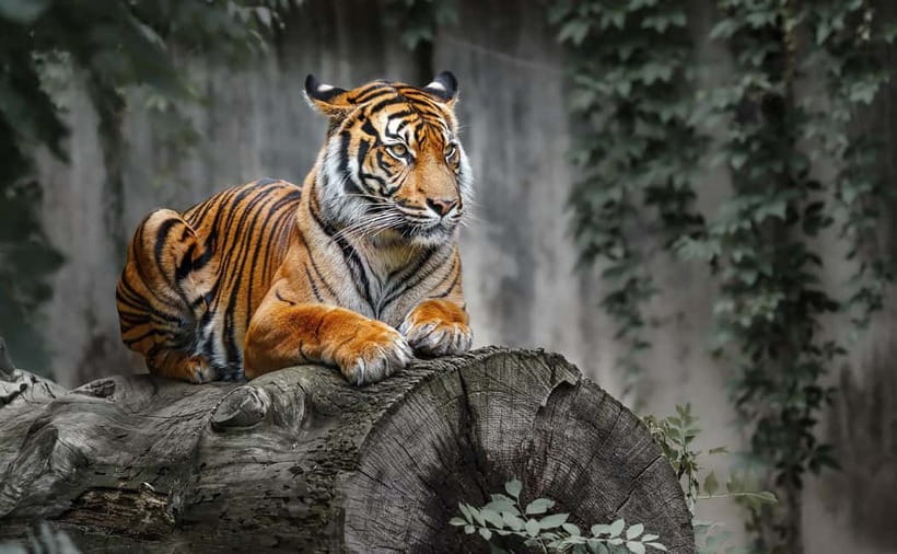 From Ranthambore: Official Tiger Safari in Canter With Guide - Should you book this Ranthambore Canter safari?