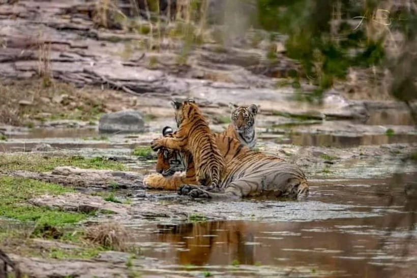 From Ranthambore: Official Tiger Safari in Canter With Guide - Canter seating keeps the price down