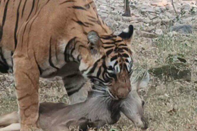 Full-Day Trip to Ranthambore National Park from Jaipur - Entering Ranthambore National Park