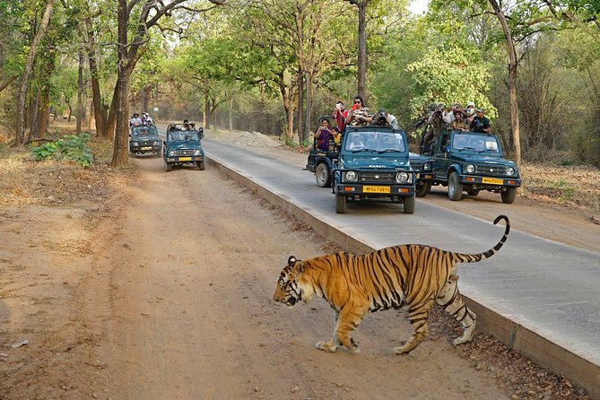 Full Day trip to Ranthambore tiger reserve from Jaipur Hotels - A private ride makes the long distance easier