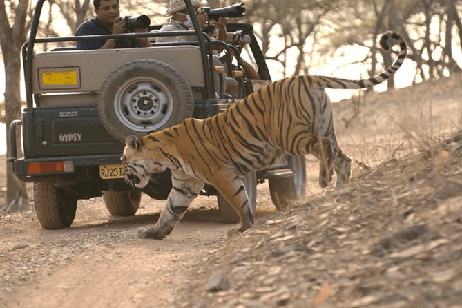 Full Day trip to Ranthambore tiger reserve from Jaipur Hotels - Arriving at Ranthambore for the afternoon drive