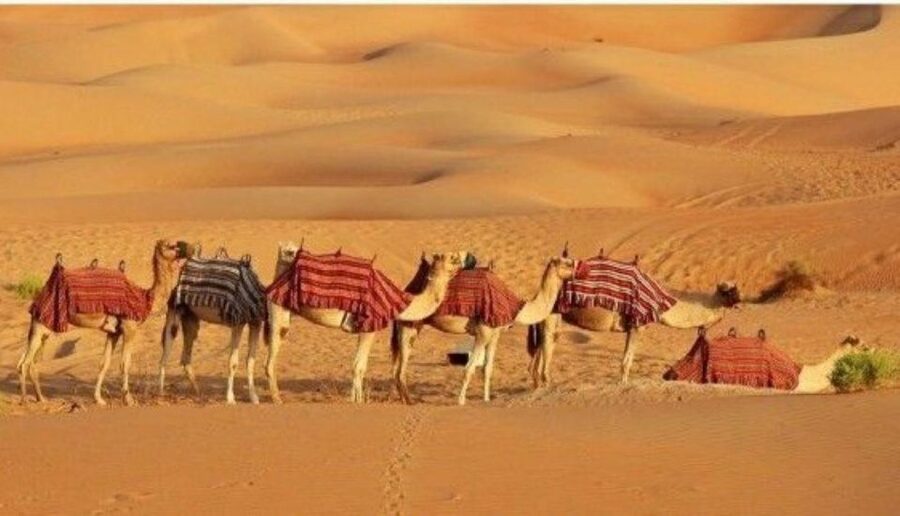 Fullday pushkar tour from jaipur with guid+camel/jeep safari - Lunch, cafés, and a pause in the middle of the day