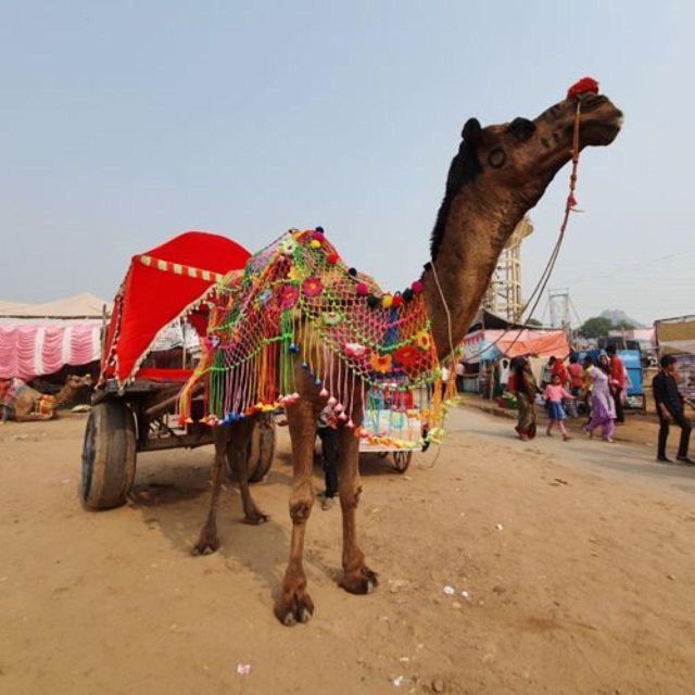 Fullday pushkar tour from jaipur with guid+camel/jeep safari - Returning to Jaipur or staying at royal camp