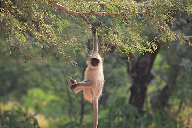 Golden Triangle & Ranthambore: 4-Day Private Tour from Delhi - Day three: Ranthambore and the chance of a tiger