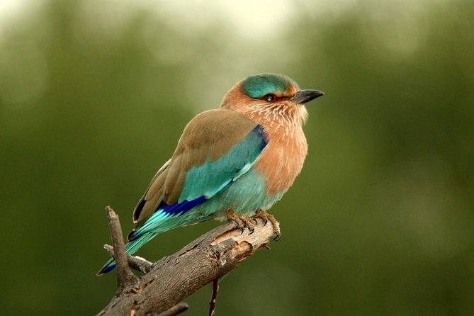 Guided Keoladeo Bird National Park Tour in Bharatpur from Jaipur - The 6am departure from Jaipur