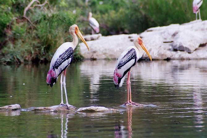 Guided Keoladeo Bird National Park Tour in Bharatpur from Jaipur - What makes the wildlife stop worthwhile