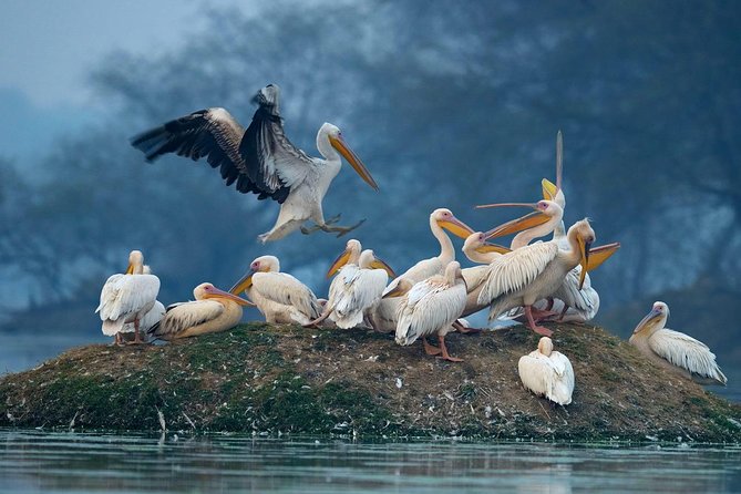 Guided Keoladeo Bird National Park Tour in Bharatpur from Jaipur - The return to Jaipur