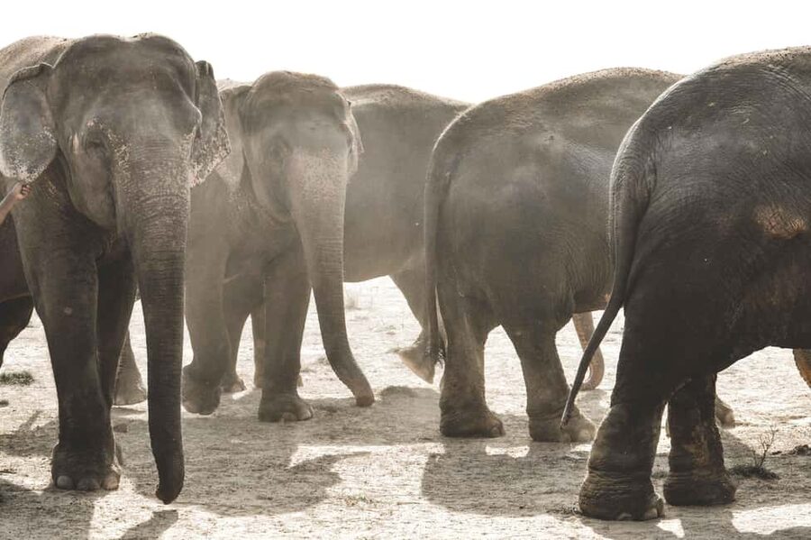 Jaipur: Elefantastic Elephant Sanctuary Tour - From your Jaipur hotel to the sanctuary