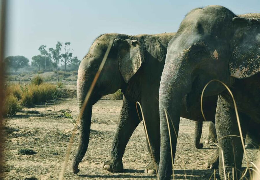 Jaipur: Elefantastic Elephant Sanctuary Tour - Optional sightseeing after the elephants