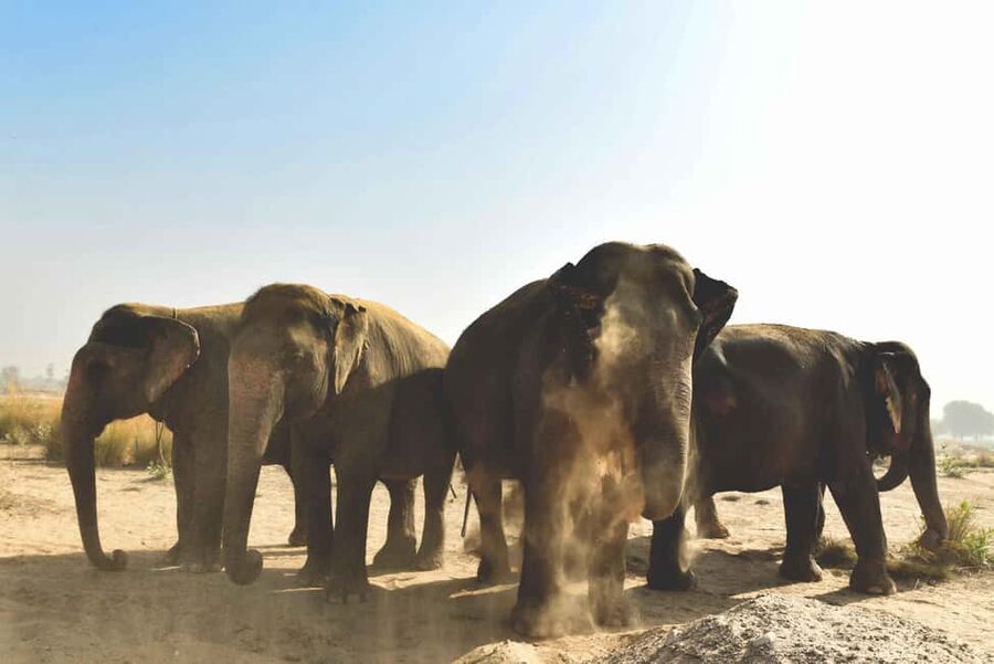 Jaipur: Elefantastic Elephant Sanctuary Tour - Meeting the elephants at Elefantastic