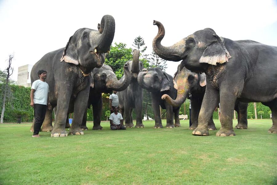 Jaipur Elephant Experience: Bond, Connect, and Learn - Meeting the elephants at Elejungle near Amer
