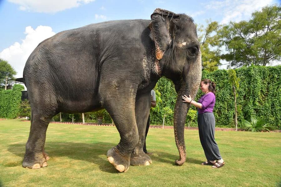 Jaipur Elephant Experience: Bond, Connect, and Learn - Feeding bananas, sugarcane, and sorghum grass