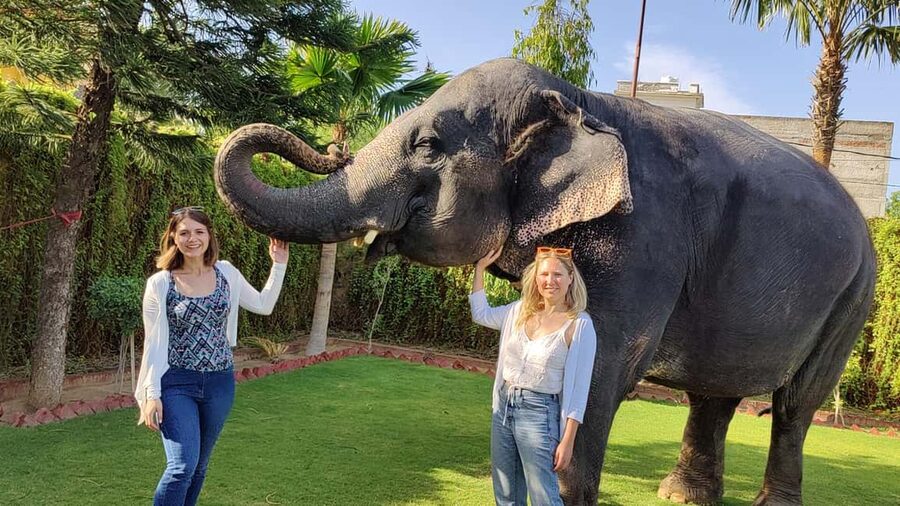 Jaipur Elephant Experience: Bond, Connect, and Learn - Pedicure and the daily work of elephant care