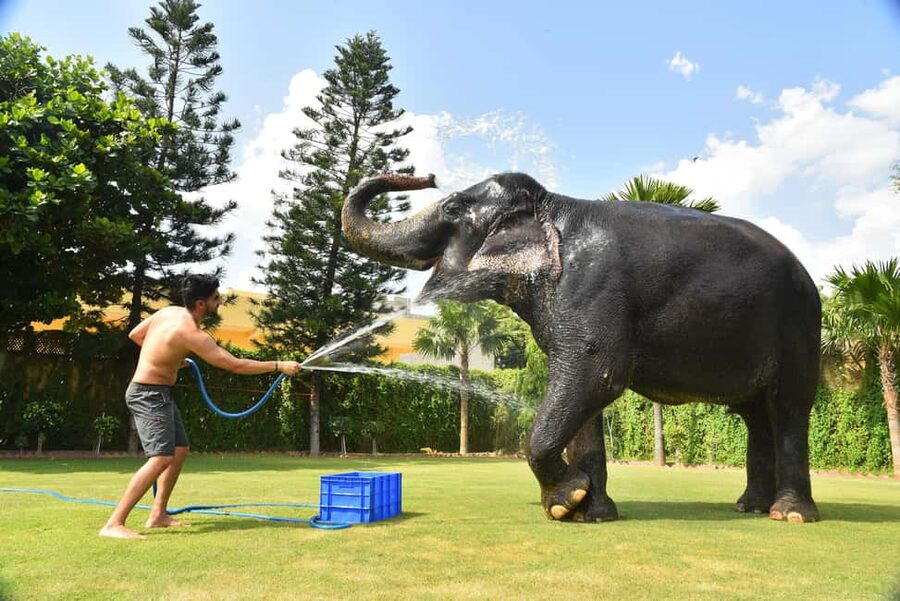 Jaipur Elephant Experience: Bond, Connect, and Learn - The hose shower is playful but practical