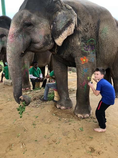 Jaipur: Elephant Interaction Tour - Key points to know before booking