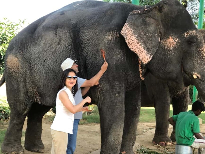 Jaipur: Elephant Interaction Tour - Mud, water, and the elephant washing session