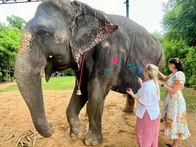 Jaipur: Elephant Interaction Tour - Walking beside an elephant instead of riding