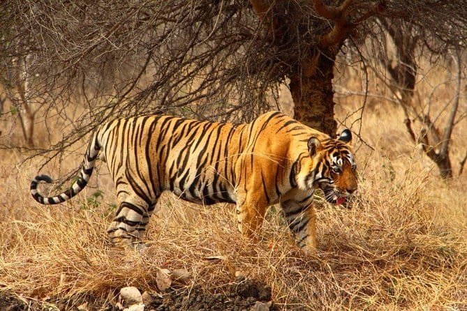 Jaipur Full Day Private Tour - City Palace: give the royal complex the full hour