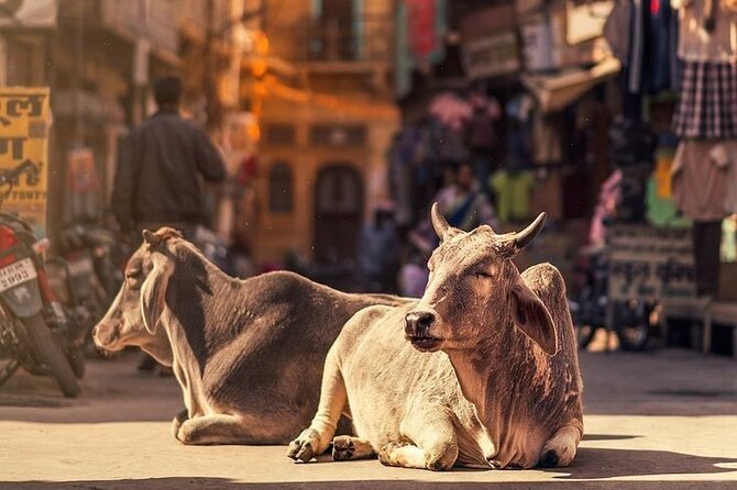 Jaipur Full Day Tour By Car And Guide With Hotel Pickup - Jal Mahal and a quick lakeside pause