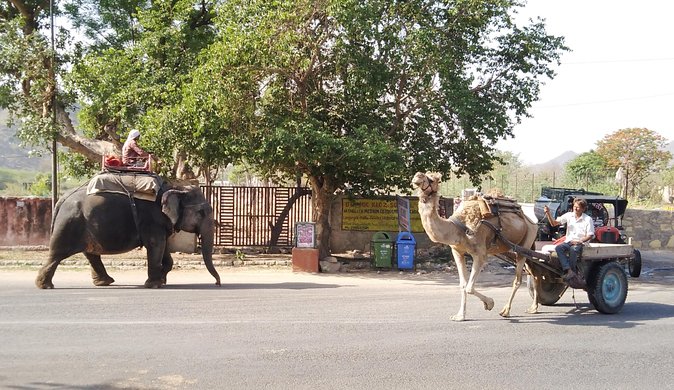 Jaipur Heritage Walking Tour - Local life, Havelis and Temples - How the pace and guide affect the experience