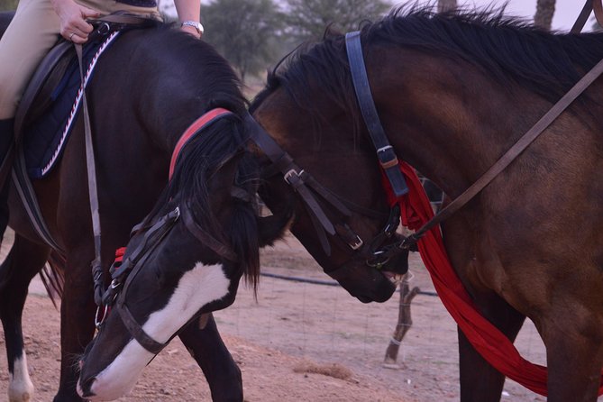 Jaipur Horse Riding Adventure - A 6:30 am start at Jaisinghpura