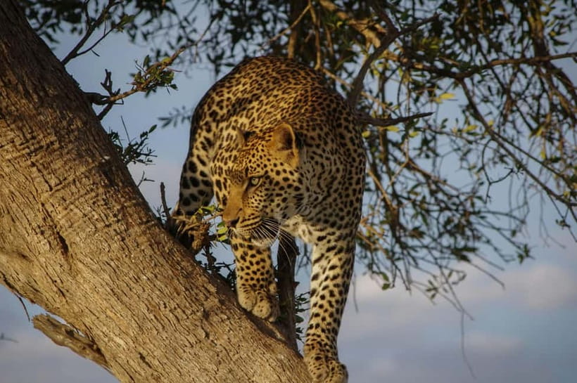 Jaipur: Jhalana Amagarh Leopard Reserve 4×4 Jeep Safari - Key points to know before booking