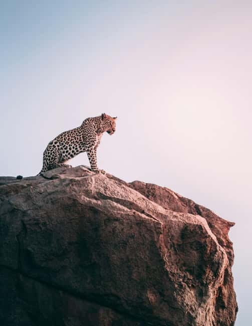 Jaipur: Jhalana Amagarh Leopard Reserve 4×4 Jeep Safari - Why a leopard reserve inside Jaipur is worth your time
