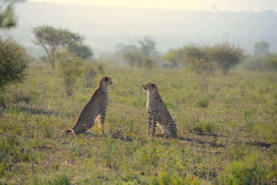 Jhalana Amagarh Leopard Reserve 4×4 Jeep Safari