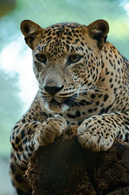 Jaipur: Jhalana Amagarh Leopard Reserve 4×4 Jeep Safari - The animals you might actually see