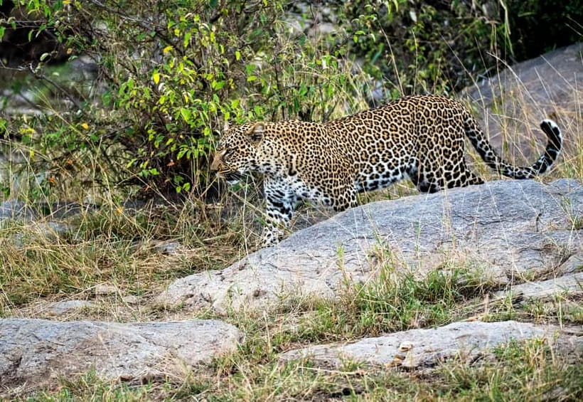 Jaipur: Jhalana Amagarh Leopard Reserve 4×4 Jeep Safari - The guides, drivers, and quality of the ride