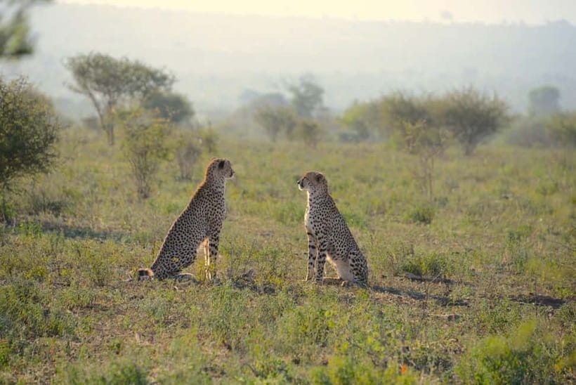 Jaipur: Jhalana Amagarh Leopard Reserve 4×4 Jeep Safari - From your Jaipur hotel to the forest gate