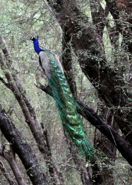 Jaipur: Jhalana Amagarh Leopard Safari Park Guided Tour - Key points to know before booking