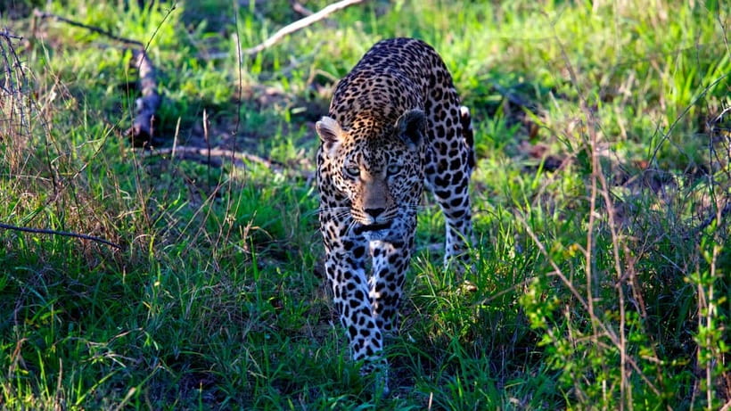 Jaipur: Jhalana Amagarh Leopard Safari Park Guided Tour - A wild reserve inside Jaipur