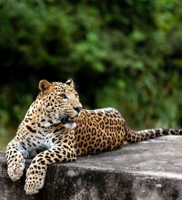 Jaipur: Jhalana/Amagarh leopard safari private tour - Key points to know before booking