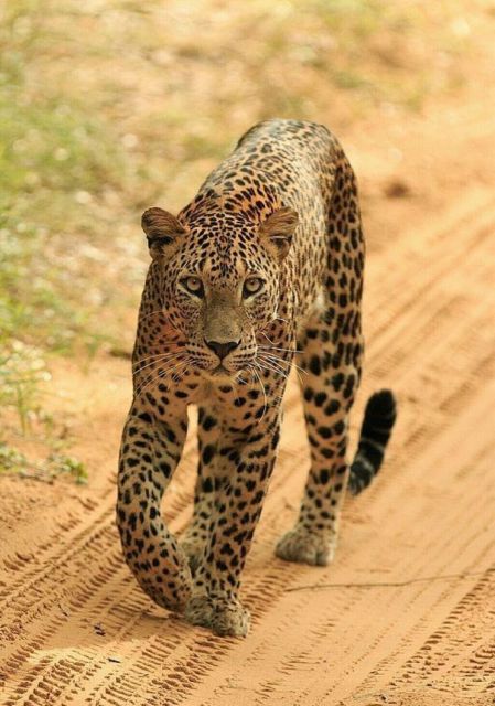 Jaipur: Jhalana/Amagarh leopard safari private tour - A wild break from Jaipur’s city streets