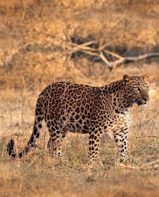 Jaipur: Jhalana/Amagarh leopard safari private tour - Entering Jhalana or Amagarh by 4x4