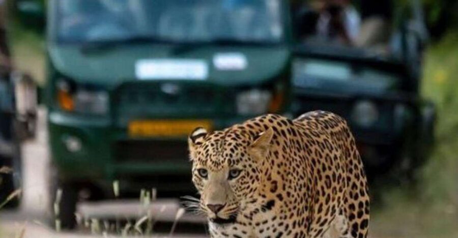 Jaipur: Jhalana/Amagarh leopard safari private tour - What you might see beyond a leopard