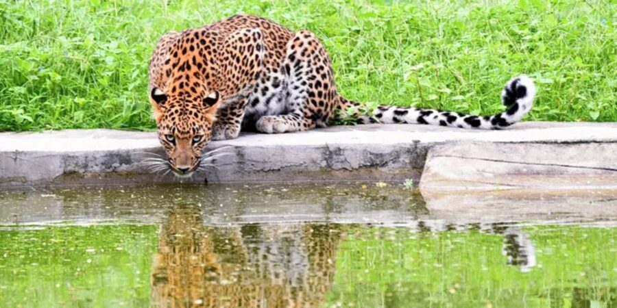 Jaipur: Jhalana/Amargarh Leopard Safari Private Tour - Key points to know before you book