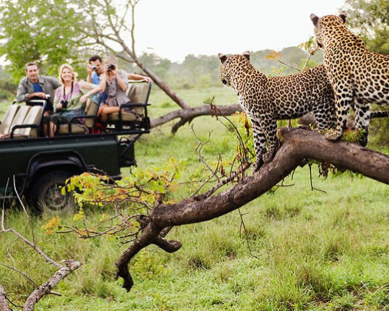 Jaipur: Jhalana/Amargarh Leopard Safari Private Tour - What the Jaipur leopard safari really offers