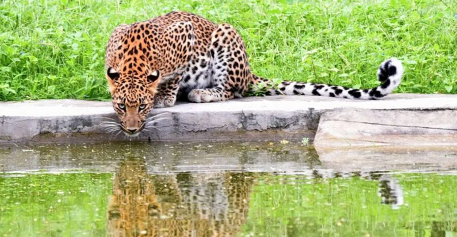 Jaipur: Jhalana/Amargarh Leopard Safari Private Tour - Inside Jhalana Leopard Safari Park