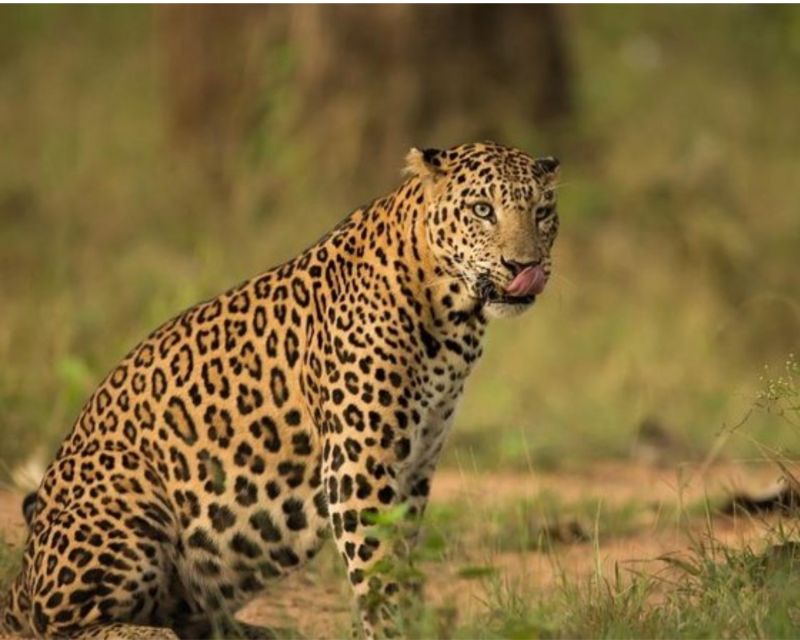 Jaipur: Jhalana/Amargarh Leopard Safari Private Tour - The viewpoint and possible Amargarh extension