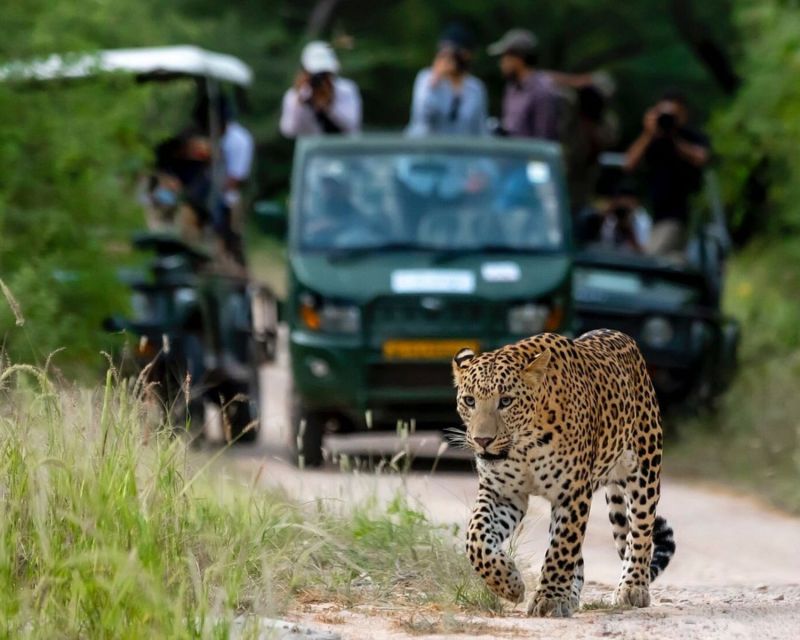 Jaipur: Jhalana/Amargarh Leopard Safari Private Tour - What the day feels like for solo visitors and families