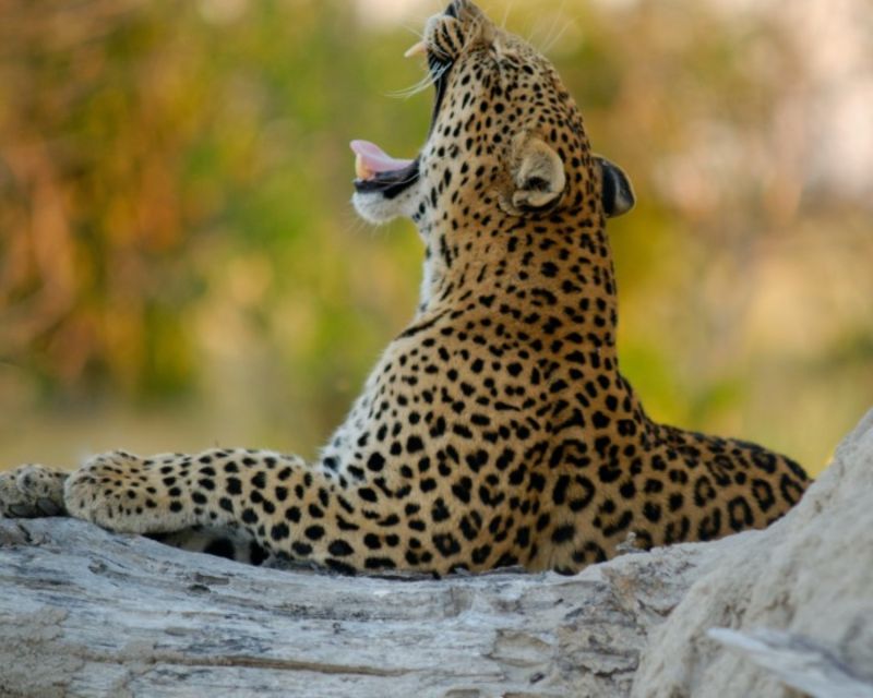 Jaipur: Jhalana/Amargarh Leopard Safari Private Tour - How to improve your chances of a good outing